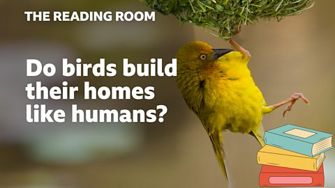 Do birds build their homes like humans?