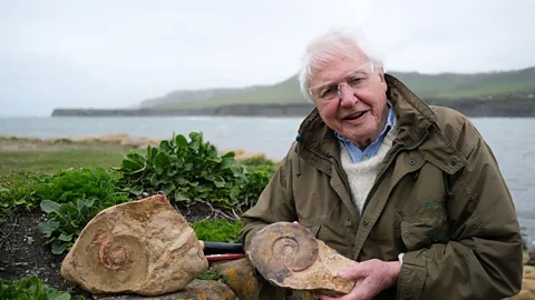 BBC Sir David Attenborough holds a coiled fossil in his hands, with a rock imprint showing on another piece of stone by his side (Credit: BBC)