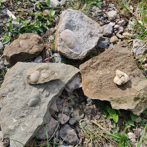 Richard Fisher Fossils are abundant at the Tilton cutting, though to preserve the site visitors are asked not to remove them (Credit: Richard Fisher)