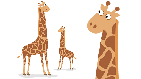 Three giraffes