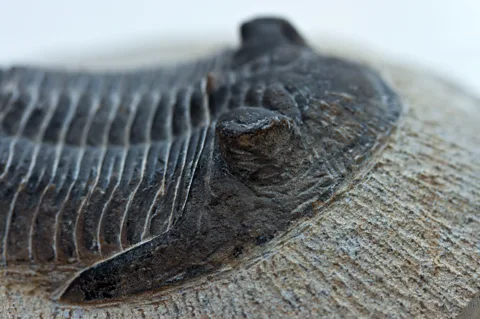 Alamy A single trilobite fossil curving up from a rock (Credit: Alamy)
