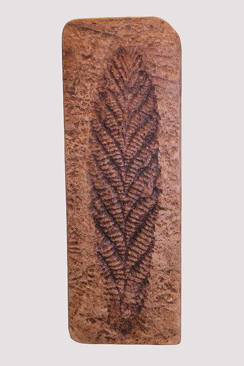Alamy Charnia Masoni caused a sensation among geologists when it was eventually recognised (Credit: Alamy)