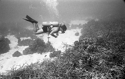 Kenneth Johnson/ Natural History Museum Black-and-white image of a diver inspecting corals in a bay in Jamaica (Credit: Kenneth Johnson/ Natural History Museum)