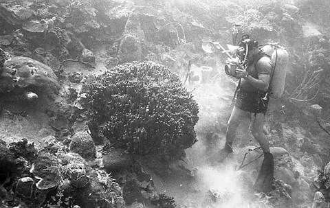 Kenneth Johnson/ Natural History Museum Photos from a 1960s research project in Jamaica show bays teeming with life (Credit: Kenneth Johnson/ Natural History Museum)