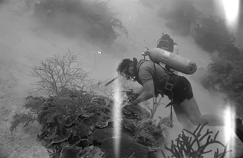 Kenneth Johnson/ Natural History Museum Jamaica's coral reefs are no longer this abundant after suffering a series of disasters (Credit: Kenneth Johnson/ Natural History Museum)