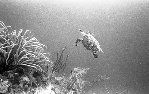 Kenneth Johnson/ Natural History Museum Photos of lush reefs can remind us of what was lost – and motivate us to restore underwater habitats (Credit: Kenneth Johnson/ Natural History Museum)