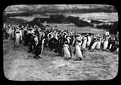 Cherry Kearton The film Cherry Kearton shot of a six-month stay on Dassen Island with its resident penguins was a massive influence on the young Sir David Attenborough (Credit: Cherry Kearton)