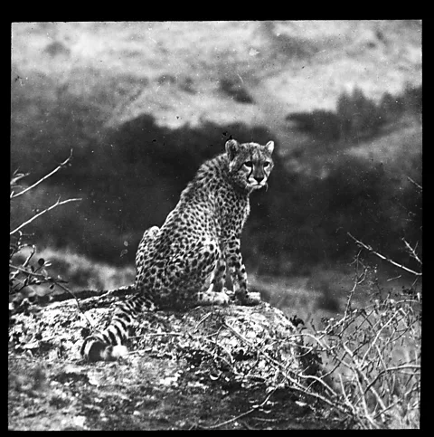 Cherry Kearton Cherry Kearton's portraits of animals captured a sense of drama and intensity (Credit: Cherry Kearton)