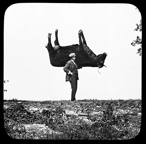 Cherry Kearton A black and white photograph of a man holding an upside down ox over his shoulder (Credit: Cherry Kearton)