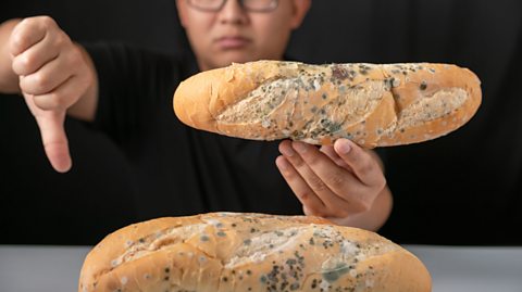 Image of a man giving the thumbs down to two bread baguettes that have obvious mould on them