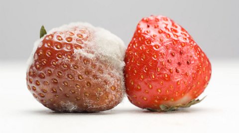 An image of two strawberries, the one on the left is covered in mouldy fungus