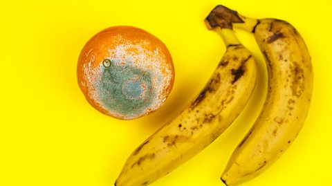 An image of a mouldy orange alongside two yellow bananas