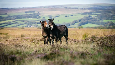 Getty Images The rare Exmoor pony is one of Britain's oldest native horse breeds (Credit: Getty Images)