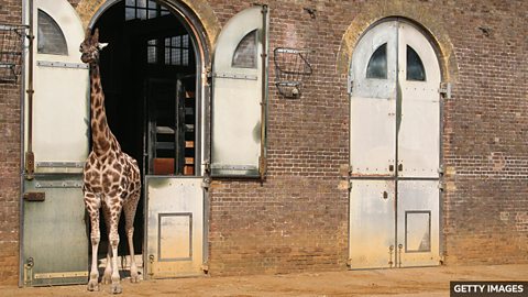New wildlife medical centre to celebrate zoological society's 200th anniversary 伦敦动物学会将建新野生动物医疗中心,庆祝成立两百周年