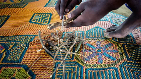 Getty Images Ibogaine is a compound found in the roots of the African shrub iboga (Credit: Getty Images)