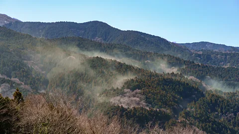 Getty Images Each spring in Japan, reems of pollen waft off Japanese cedar and cypress plantations, often floating towards cities where it causes hay fever (Credit: Getty Images)