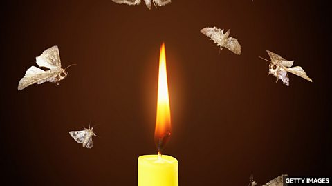 Like a moth to a flame 如飞蛾扑火,难抵致命诱惑