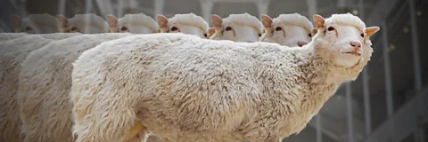 Dolly: The Sheep that Changed the World Season 1