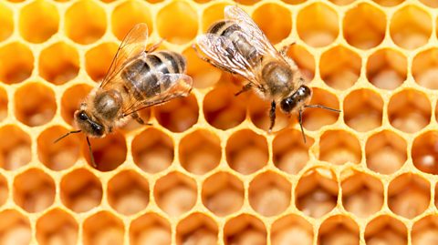 Two bees on a honeycomb.