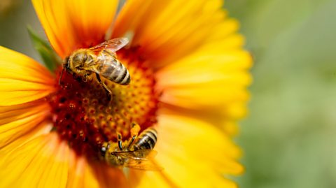Two bees on a sunflower.