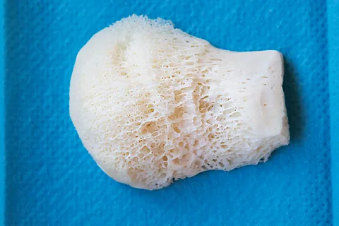 Getty Images The joint ends of large bones have a porous structure that gives them strength but also allows them to remain lightweight and shock-absorbing (Credit: Getty Images)