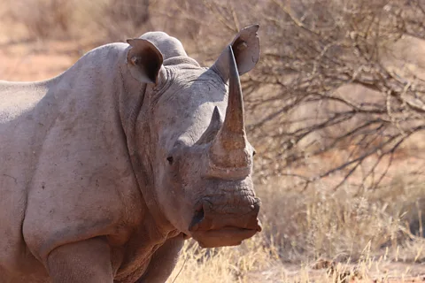 Max Planck Institute of Animal Behavior Tiny electronic sensors are helping scientists understand how animals move, behave and react to threats (Credit: Max Planck Institute of Animal Behavior)