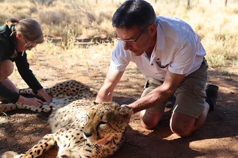 Max Planck Institute of Animal Behavior Real-time alerts can tell rangers when an animal is injured or sick and allow them to intervene in time (Credit: Max Planck Institute of Animal Behavior)