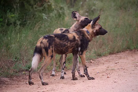 Max Planck Institute of Animal Behavior Wildlife sensors have helped free wild dogs caught in snares in Kruger National Park (Credit: Max Planck Institute of Animal Behavior)