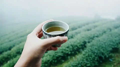 A hand holding a cup of tea with a field of green in the background