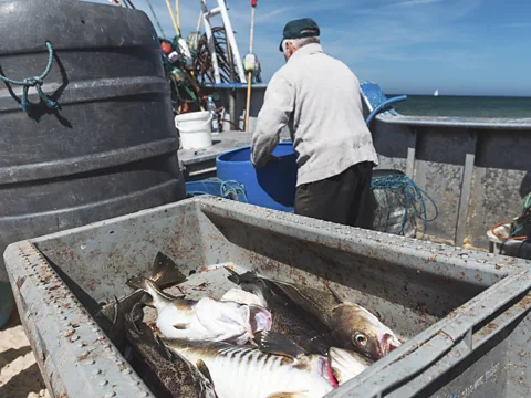 Getty Images Cod stocks around Bornholm collapsed in 2019, bringing to an end a 140-year-old industry (Credit: Getty Images)