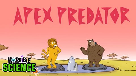 Cartoon image of a lion, shark and bear dancing. The term 'apex predator' is shown.