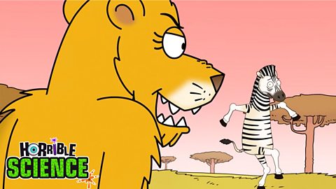 A cartoon lioness grinning at a scared zera. 