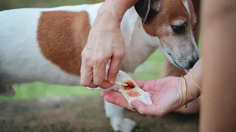 Getty Images The itching caused by allergies may lead a dog to obsessively lick, chew or bite their feet (Credit: Getty Images)