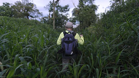 Sofia Quaglia A man seen from behind wearing a yellow long sleeved top and a blue backpack and a cap, he is surrounded by thick, high tropical pasture (Credit: Sofia Quaglia)