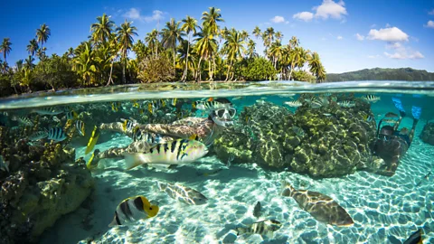 David Kirkland Mo'orea's reef-protected lagoons are home to abundant marine life and coral gardens, much of it accessible directly from shore (Credit: David Kirkland)
