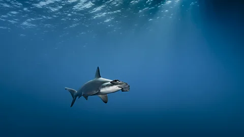 Getty Images Sharks have been known to undergo parthenogenesis in captivity, but do not use it a long-term strategy for survival (Credit: Getty Images)