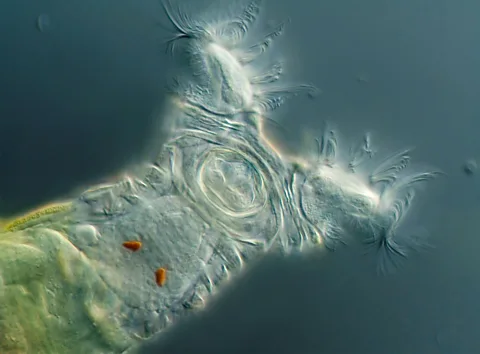 Alamy The bdelloid rotifer is another all-female animal, existing without males for millions of years (Credit: Alamy)