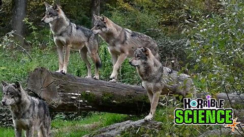 Horrible Science image of four wolves. 