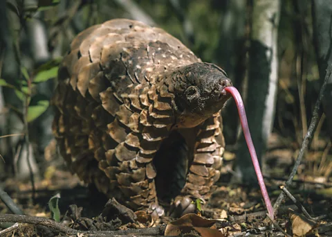 Gareth Thomas Stevie displays his long tongue while out for a walk at the Manyoni Private Game Reserve. Pangolins use these to extract ants and termites from mounds (Credit: Gareth Thomas)