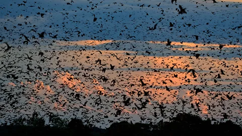 Chris Meyer Thousands of bats flood a blue and orange sky (Credit: Chris Meyer)