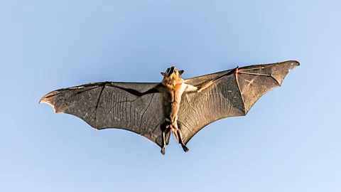 Wim Werrelman Straw-coloured fruit bats consume their body weight in fruit each night (Credit: Wim Werrelman)