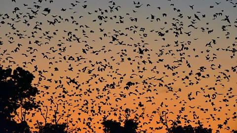 Chris Meyer The Kasanka Bat Migration is considered one of Africa's greatest natural spectacles (Credit: Chris Meyer)