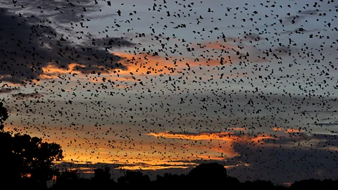 Chris Meyer The annual migration takes place between October and December (Credit: Chris Meyer)