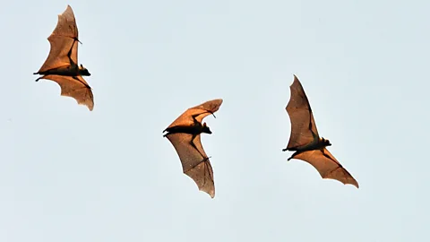 Chris Meyer Less than 1,000 people witness the Kasanka Bat Migration each year (Credit: Chris Meyer)