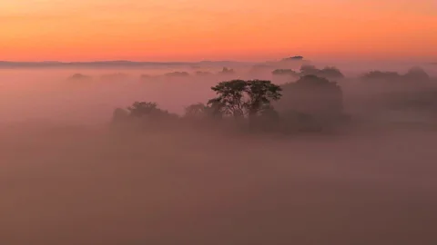 Harry Vlachos Each night, the serene wilderness of Kasanka National Park comes alive with the sound of millions of beating wings (Credit: Harry Vlachos)