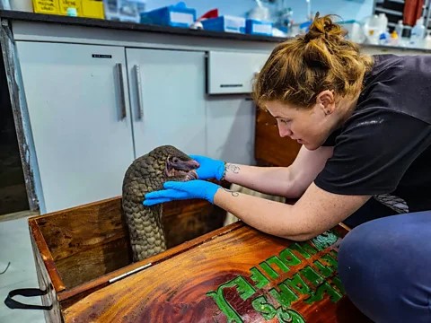 Kelsey Skinner All eight species of pangolin are listed on the International Union for Conservation of Nature Red List as vulnerable, endangered or critically endangered (Credit: Kelsey Skinner)
