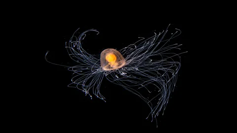 Jialing Cai/ Ocean Photographer of the Year This immortal jellyfish danced "like a tornado", says photographer Jialing Cai (Credit: Jialing Cai/ Ocean Photographer of the Year)