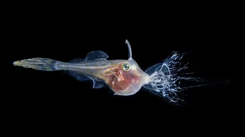 Jialing Cai/ Ocean Photographer of the Year A juvenile fish has captured a jellyfish in its mouth and uses its tentacles as a weapon (Credit: Jialing Cai/ Ocean Photographer of the Year)