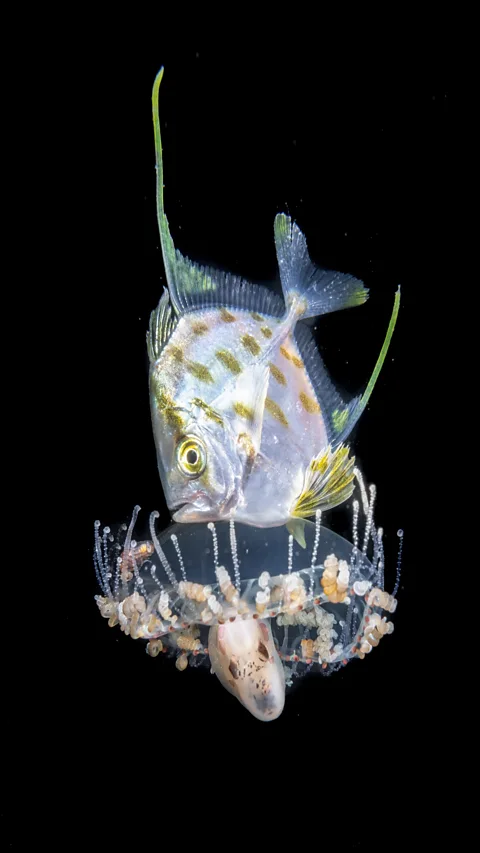 Jialing Cai/ Ocean Photographer of the Year These tiny animals face a gauntlet of predators as they migrate to the surface (Credit: Jialing Cai/ Ocean Photographer of the Year)