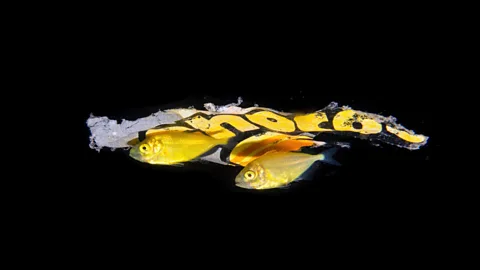 Jialing Cai/ Ocean Photographer of the Year Life in twilight zone can’t escape the impact of human activity (Credit: Jialing Cai/ Ocean Photographer of the Year)